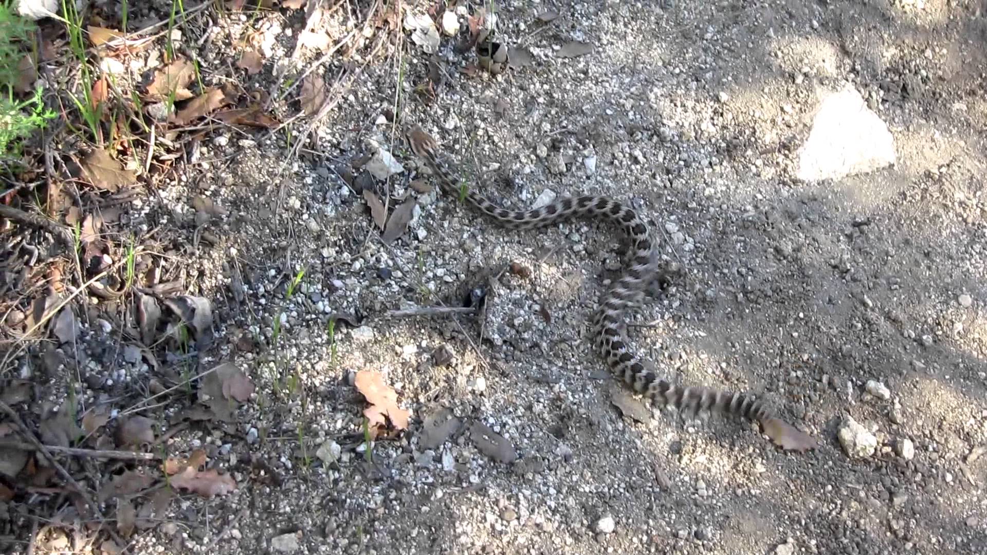 Mount Wilson – Trail Video