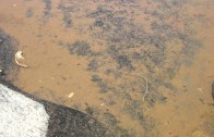 Tar Creek, Strange Water Worm/Snake Thingy – Trail Video