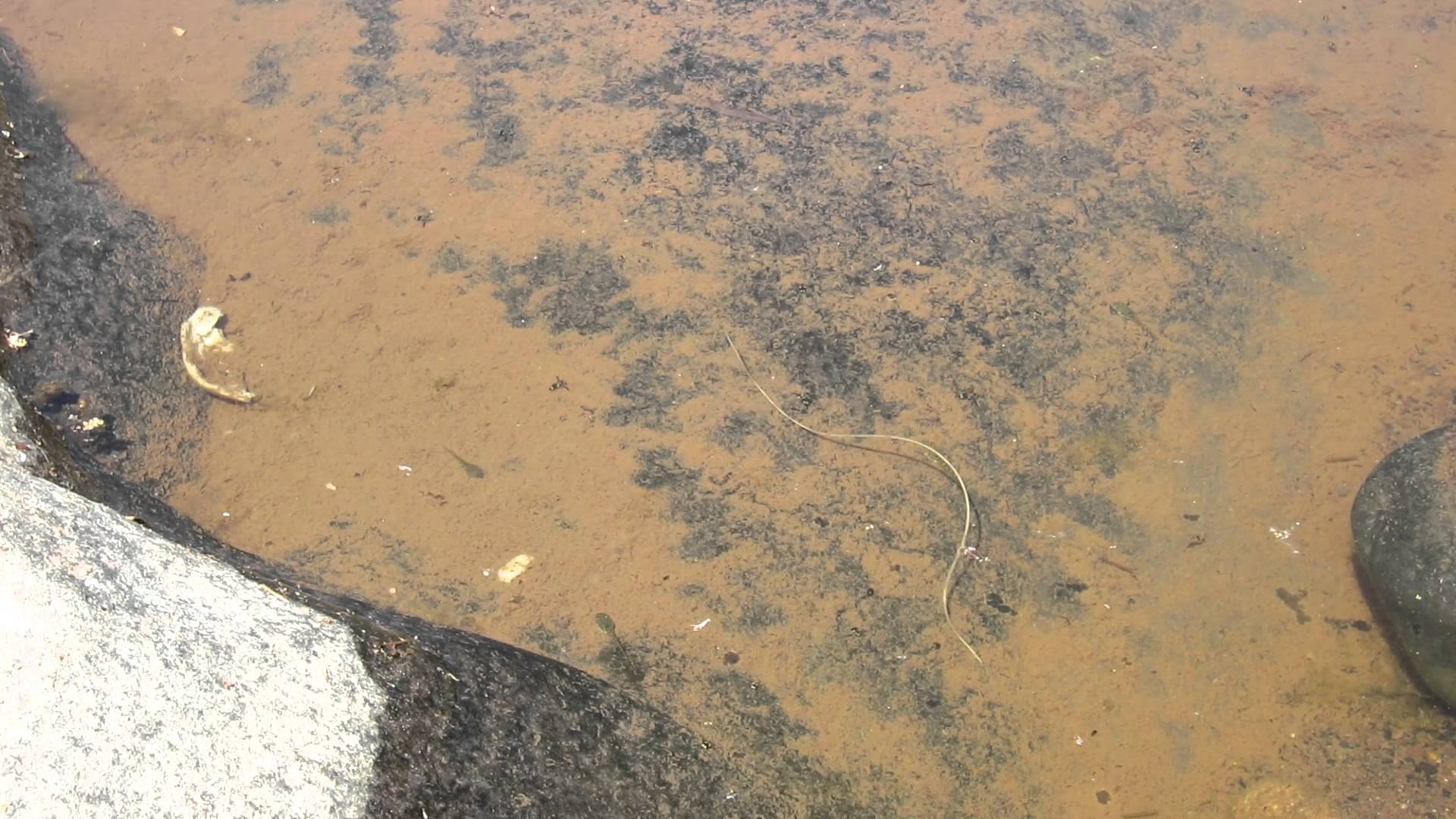 Tar Creek, Strange Water Worm/Snake Thingy – Trail Video