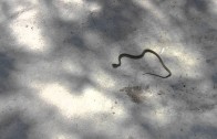 Tar Creek, Trapped Snake – Trail Video