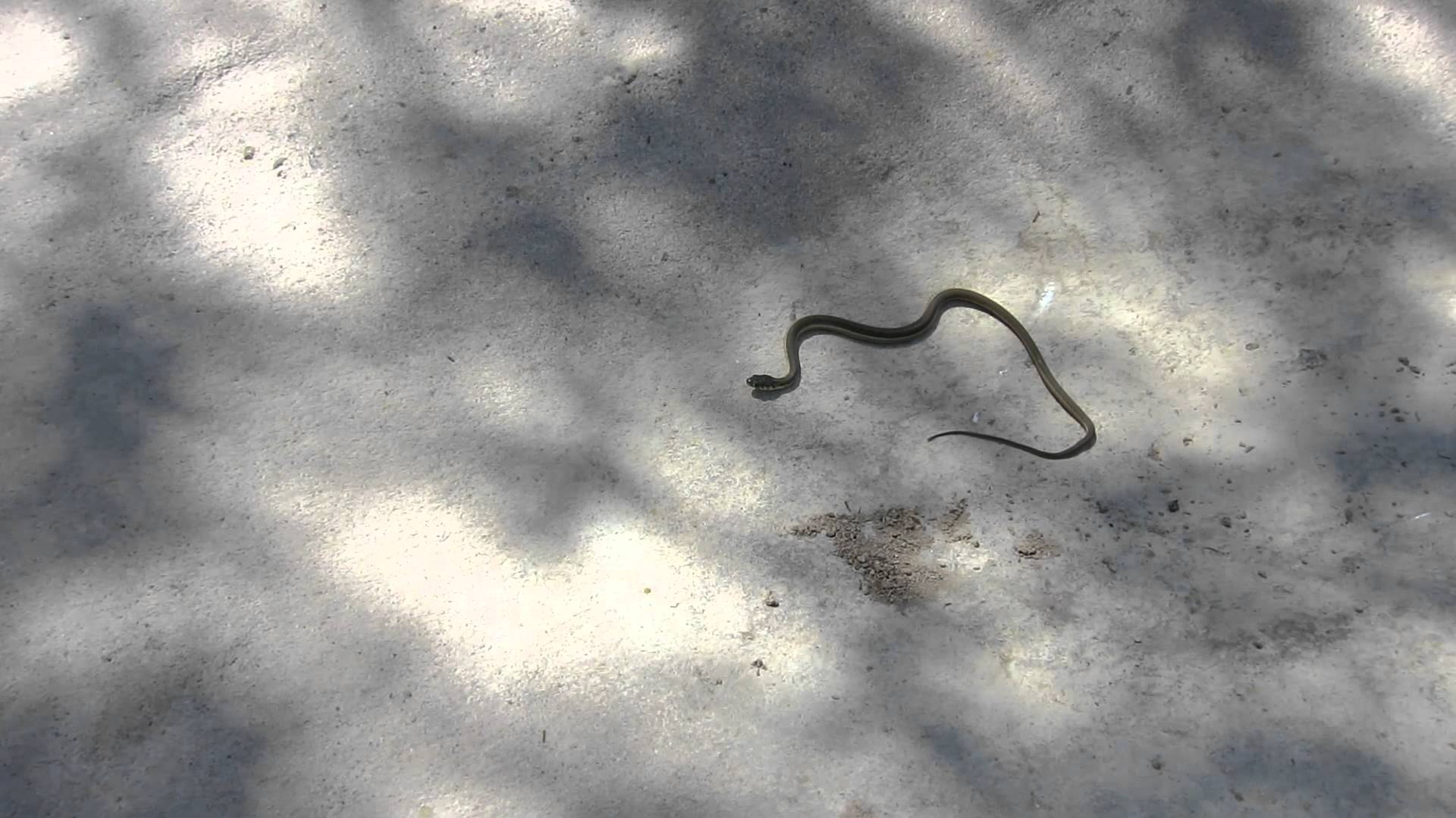 Tar Creek, Trapped Snake – Trail Video