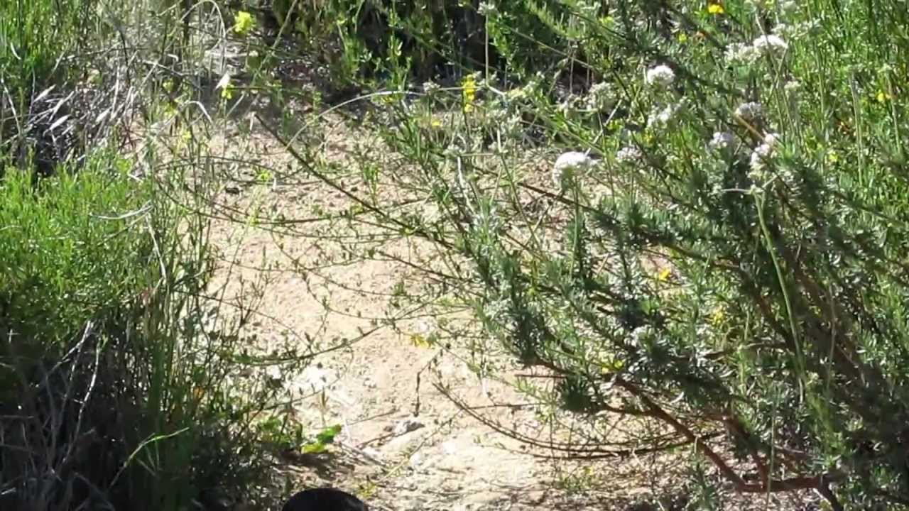 Verdugo Mountain – Trail Video